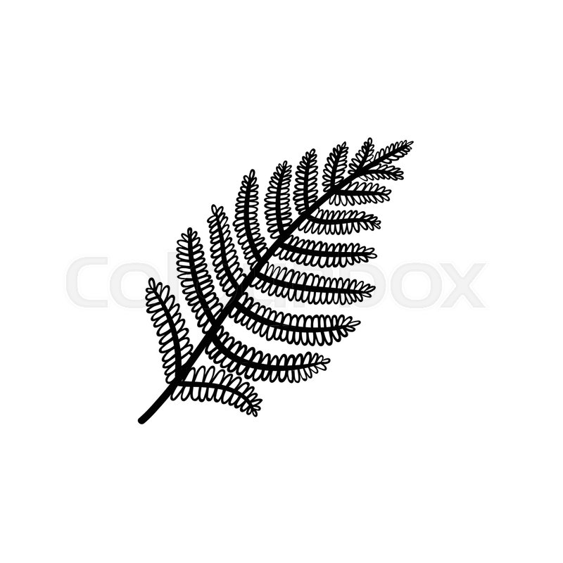 800x800 Vector Hand Drawn Fern Leaf Outline Doodle Icon. Fern Leaf Sketch - Fern Sketch