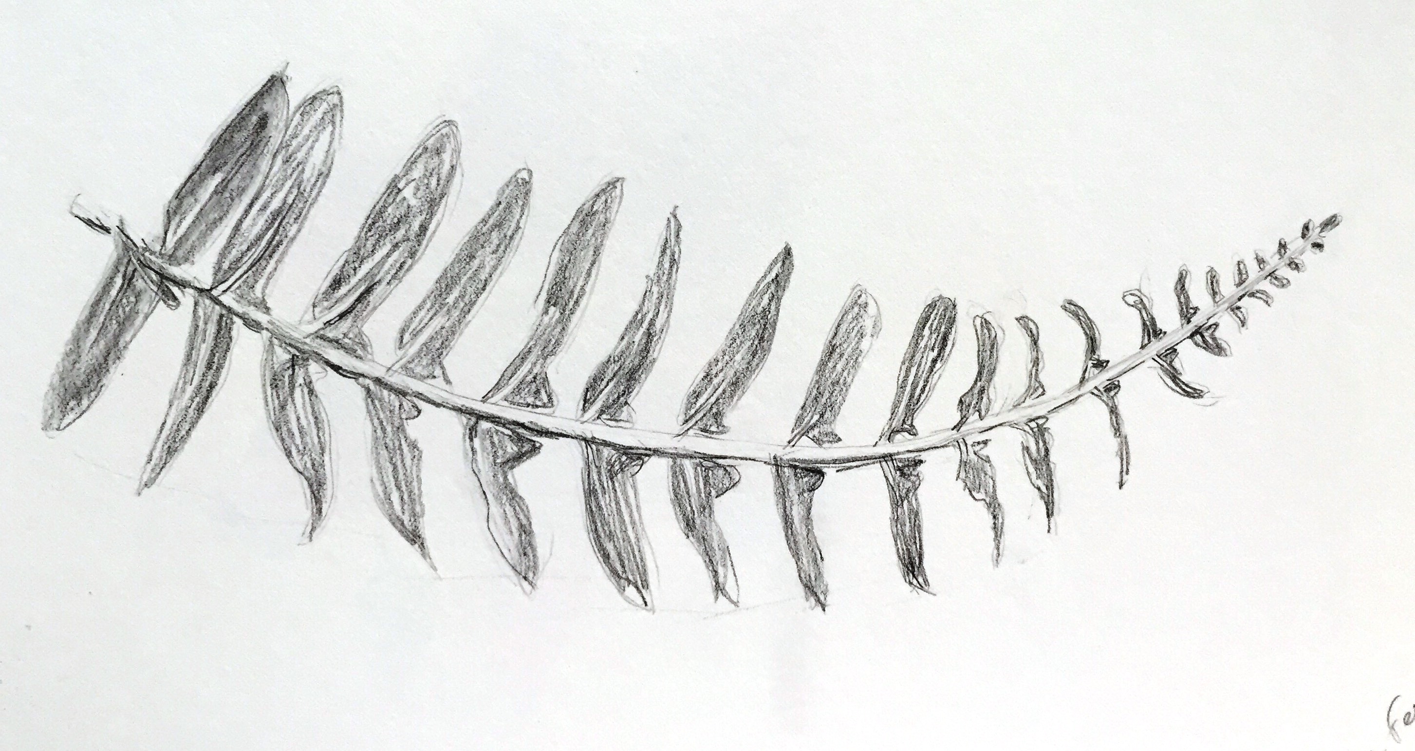 2906x1542 Christmas Fern Carol King Drawing, Painting, Complaining - Fern Sketch