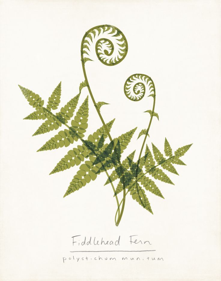 736x936 Fern Drawing Tattoos Tattoos, Botanical Prints And - Fern Sketch