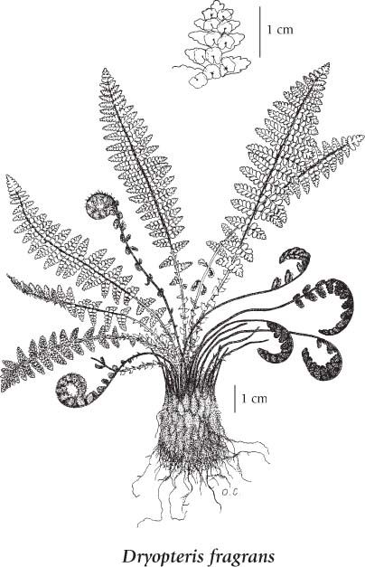 404x627 Tree Fern Frond Drawing - Fern Sketch