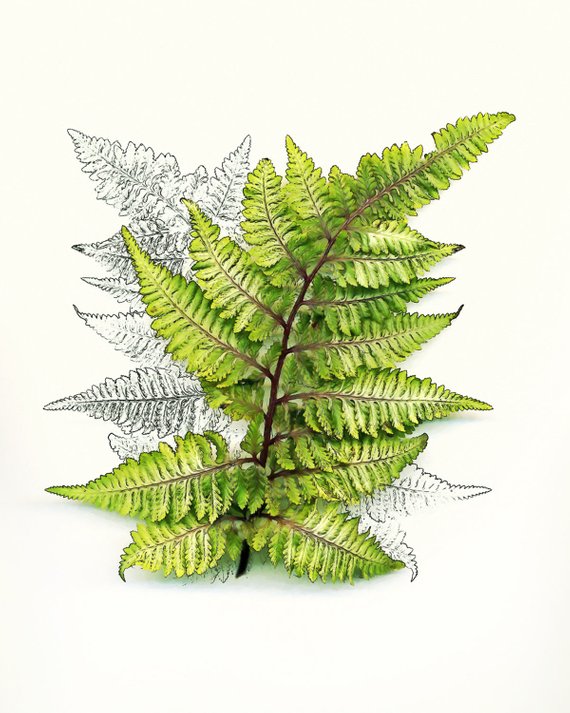 570x713 Botanical Art Japanese Fern Study Fern Drawing Japanese Etsy - Fern Sketch