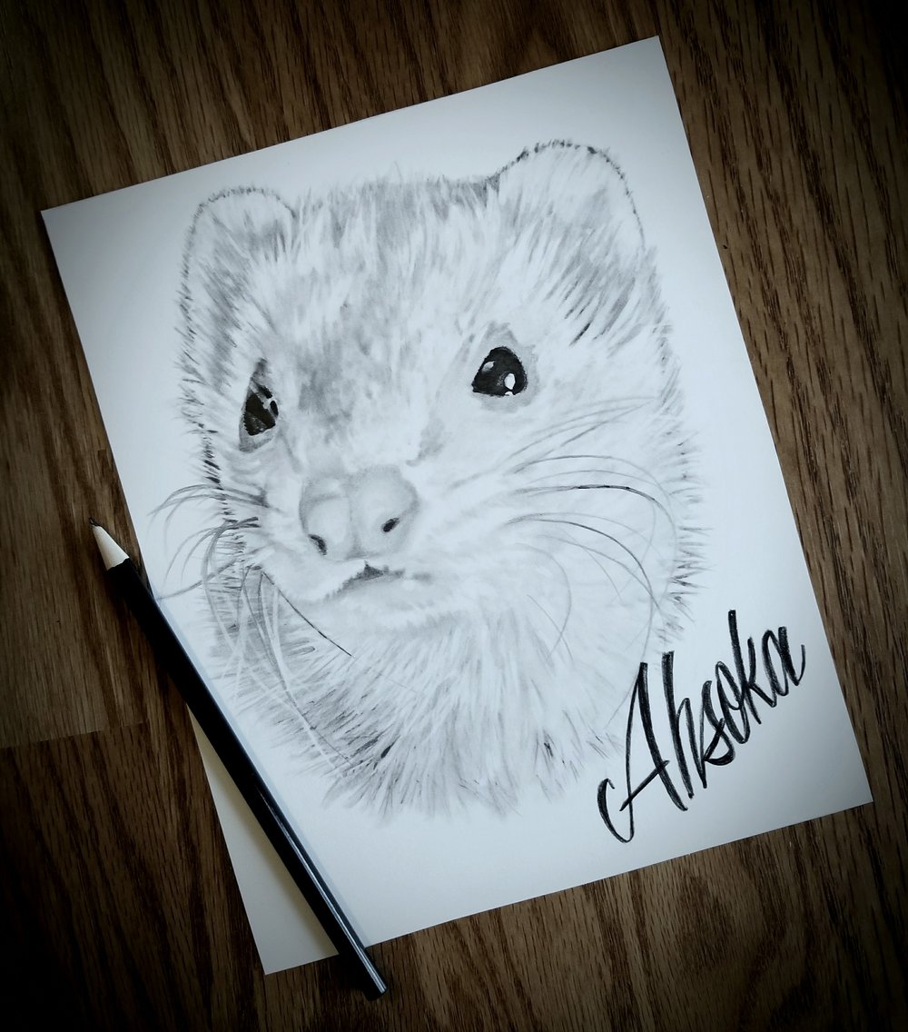 1000x1136 Ferret Sketch - Ferret Sketch