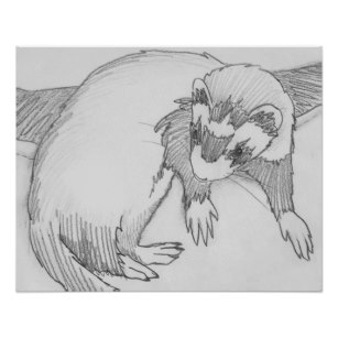 307x307 Ferret Sketch Gifts On Zazzle - Ferret Sketch