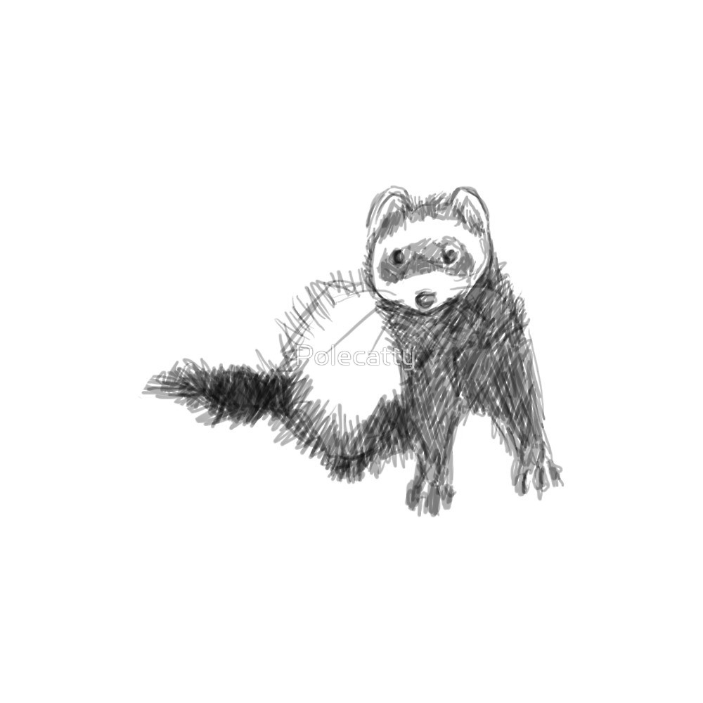 1000x1000 Ferret Sketch By Polecatty Redbubble - Ferret Sketch