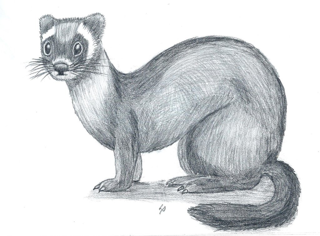 Ferret Sketch at Explore collection of Ferret Sketch