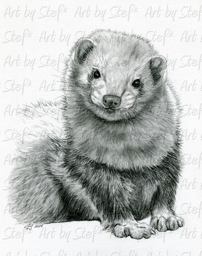 790x1000 Art By Stef - Ferret Sketch