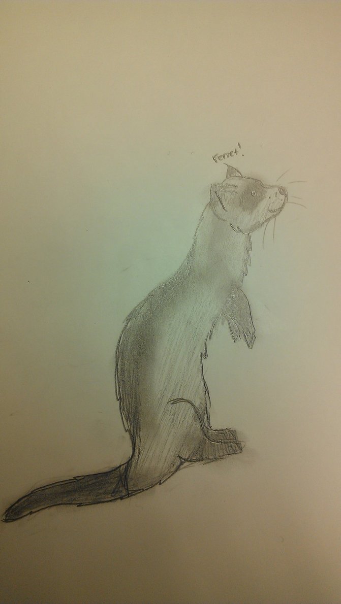 671x1190 Ferret Sketch By Cacea - Ferret Sketch