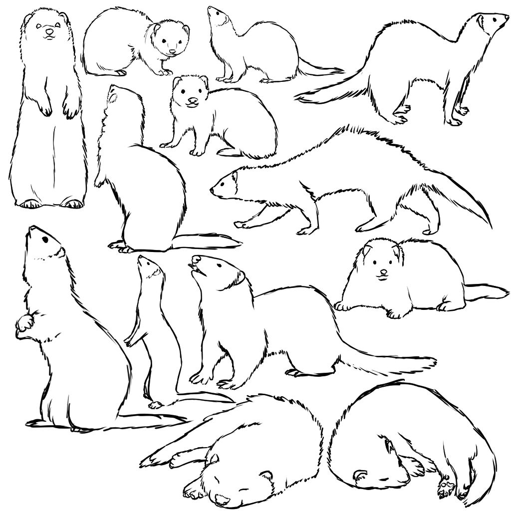 1024x1024 Ferret Sketches.. Ferrets! - Ferret Sketch