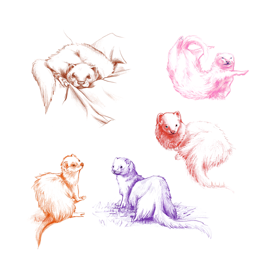 900x900 Ferret Studies, Colored Pencils, 25x25 Cm Art - Ferret Sketch