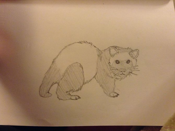 670x500 How To Draw A Ferret 9 Steps (With Pictures) - Ferret Sketch