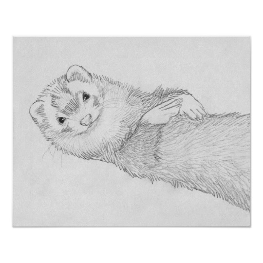 540x540 Pandora Ferret Drawing Poster - Ferret Sketch