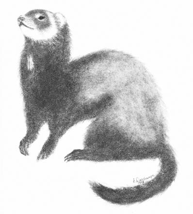 398x441 The Okanagan Ferret Page - Ferret Sketch