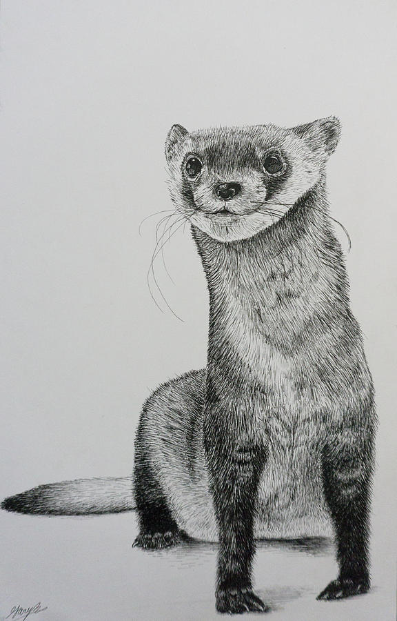 576x900 Ferret Drawing By Gary Bautista - Ferret Sketch