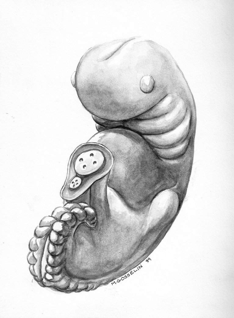 767x1041 Human Fetus By Marcgosselin - Fetus Sketch