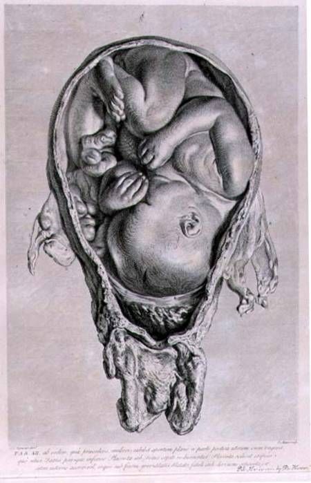 450x699 Jan Van Rymsdyk - Fetus Sketch