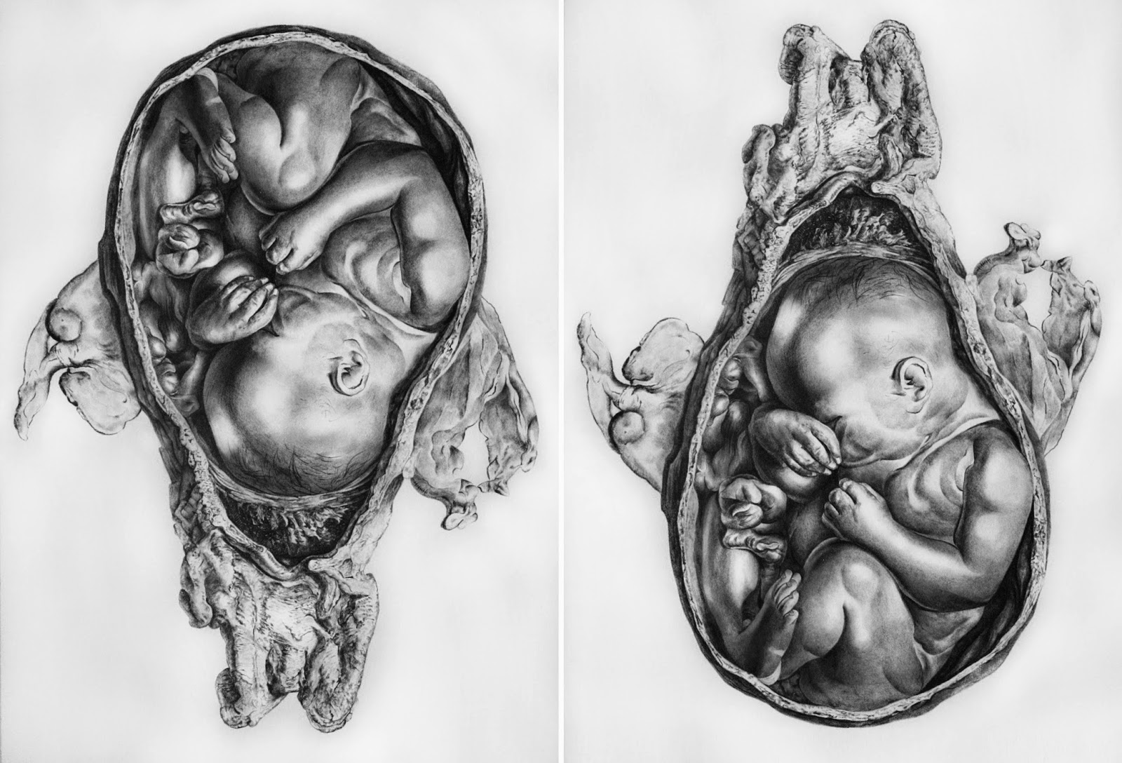 1600x1088 Pencils Inc. - Fetus Sketch