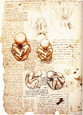 168x232 Studies Of The Fetus In The Womb - Fetus Sketch