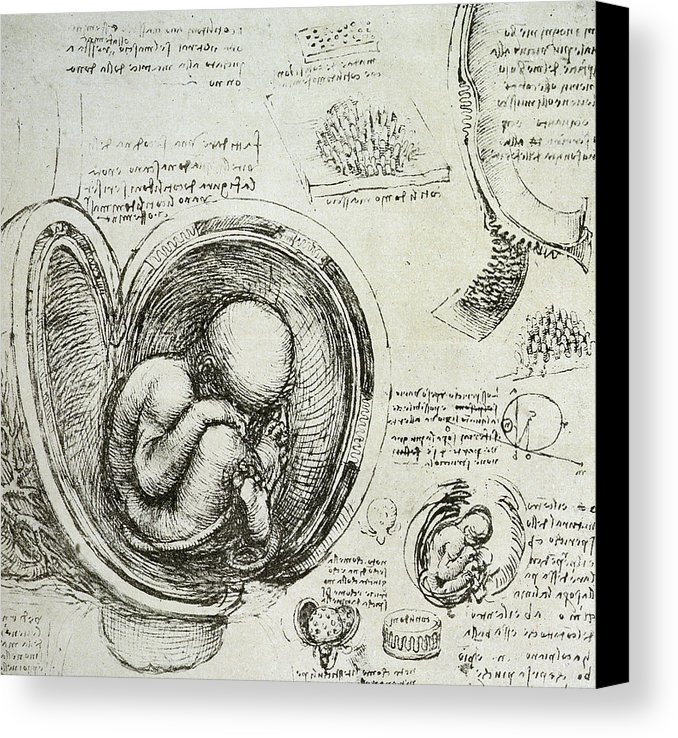 678x738 The Human Fetus In The Womb Canvas Print Canvas Art By Leonardo - Fetus Sketch