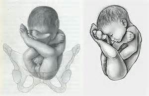 300x193 Fetus Sketch The Conscious Womb Sketches, Human - Fetus Sketch