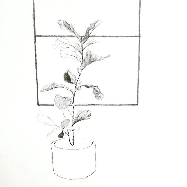 640x640 House Plant Drawing Fiddle Leaf Sketch Ficus Fig Houseplant Home - Fiddle Sketch