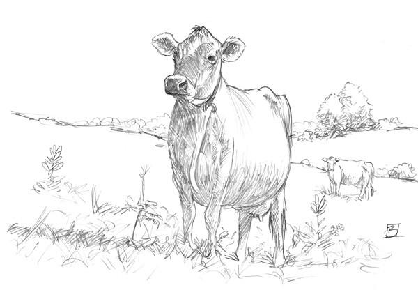 600x429 Field Sketch - Field Sketch