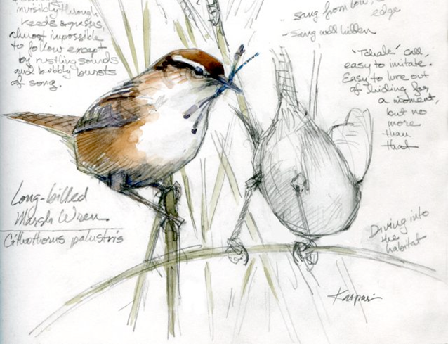 638x489 Field Sketches A Teacher Workshop - Field Sketch