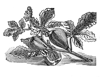 320x246 Fig, Fig Tree - Fig Tree Sketch