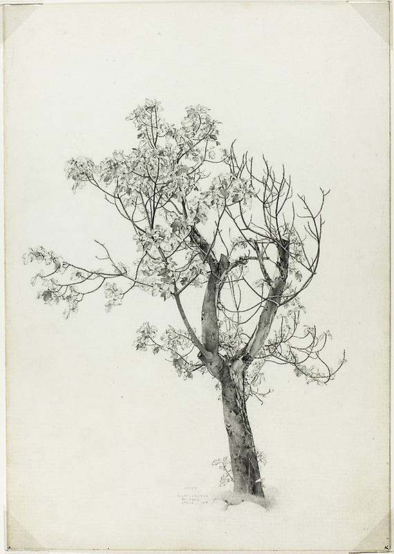 570x800 Fig Tree The Art Institute Of Chicago - Fig Tree Sketch