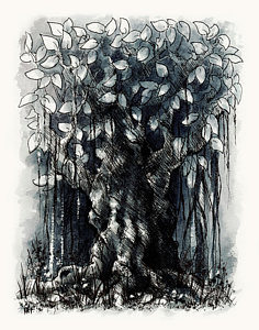 236x300 Fig Tree Drawings Fine Art America - Fig Tree Sketch