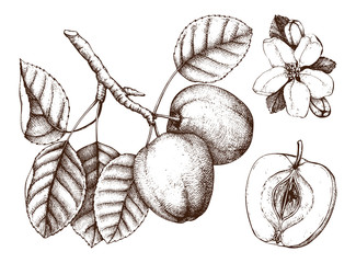 325x240 Fig Tree Botanical Illustration. Vintage Fig Fruit Sketch. Hand - Fig Tree Sketch