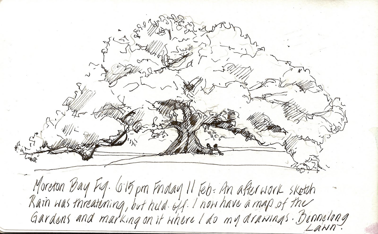 1600x994 Garden Sketchabout The Royal Botanic Garden, Sydney Moreton Bay - Fig Tree Sketch