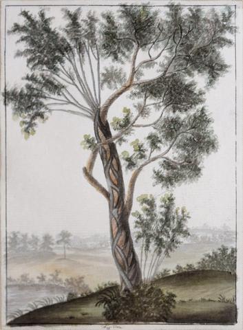 353x480 Guyanese Flora (1790 1814), Fig Tree Arader Galleries - Fig Tree Sketch