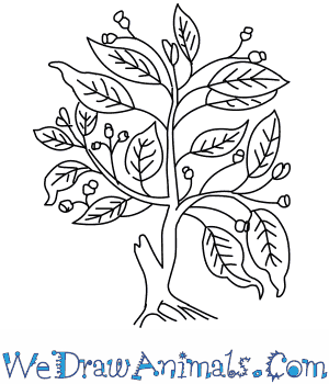 300x350 How To Draw A Fig Tree - Fig Tree Sketch