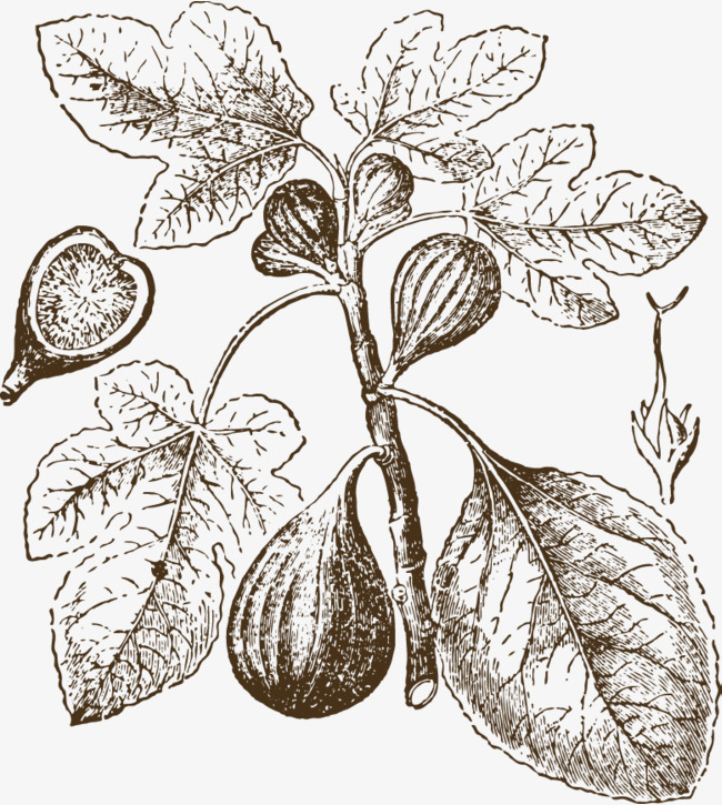 650x725 Pen Sketch, Fig Sketch, Fig Sketch, Fig, Leaf Png Image And - Fig Tree Sketch