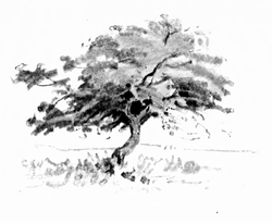 250x205 Pencil Sketching From Nature - Fig Tree Sketch