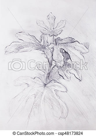 331x470 Pencil Drawing On Old Paper, Fig Trees. Pencil Drawing On Old - Fig Tree Sketch