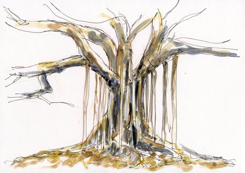 500x353 Sketching In Nature Moreton Bay Fig - Fig Tree Sketch