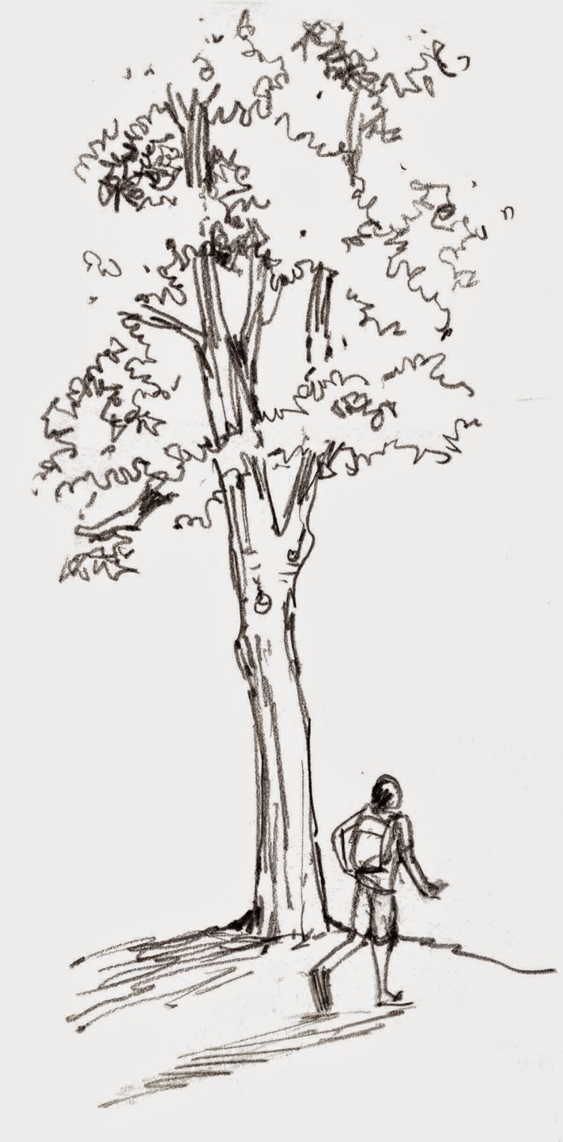 789x1600 Works In Progress...on Location Sketching South Pasadena - Fig Tree Sketch