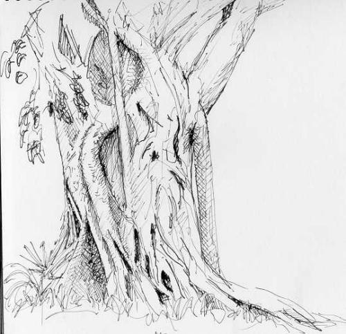 500x483 Fig Tree Sketch - Fig Tree Sketch