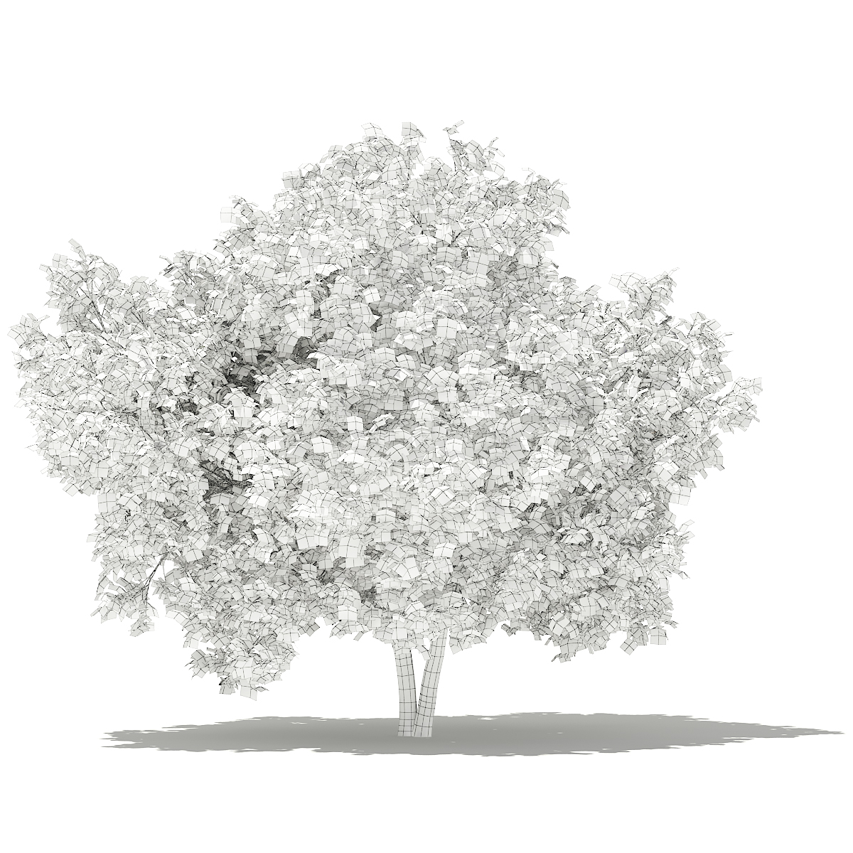 1200x1200 Common Fig Tree 3d Model 3.4m - Fig Tree Sketch