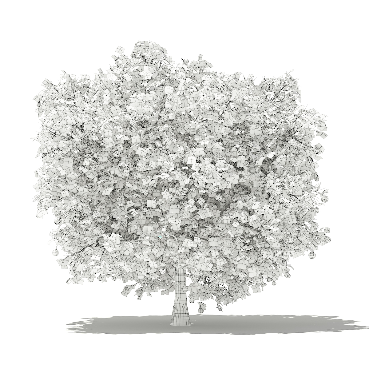 1200x1200 Common Fig Tree With Fruits 3d Model 3.3m - Fig Tree Sketch