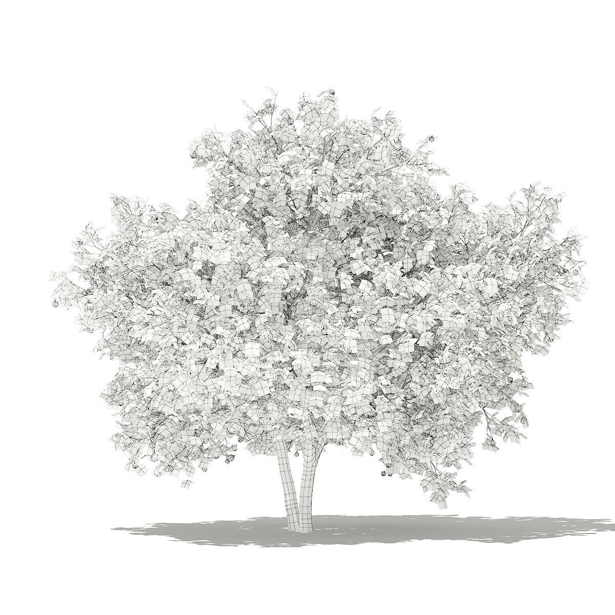 1200x1200 Common Fig Tree With Fruits 3d Model Tree Cgtrader - Fig Tree Sketch