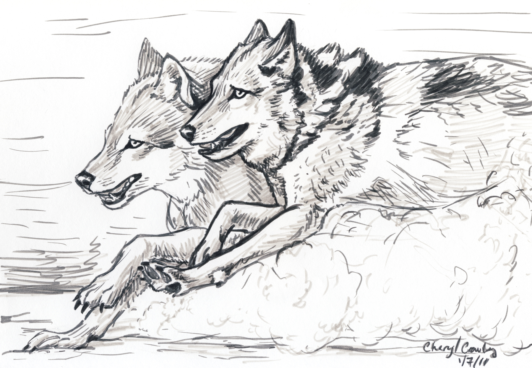 1800x1246 Silver Foxes Fight Sketch Silvercrossfox - Fight Sketch