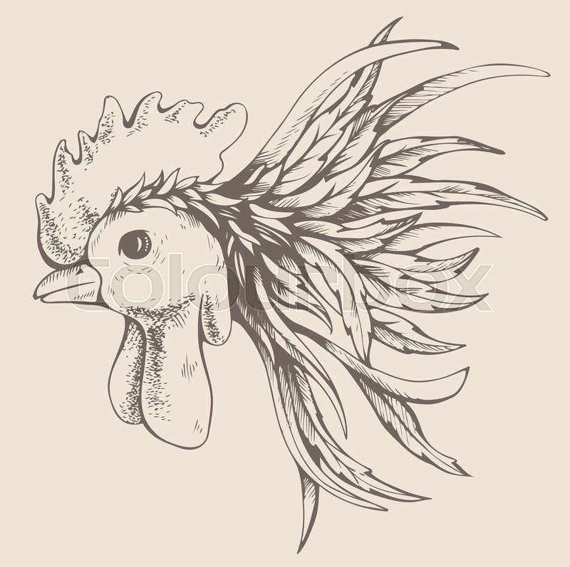 800x797 Hand Drawing Rooster Fight. Drawn With Ink And Pen For Your Design - Fighting Rooster Sketch