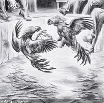 348x347 Label Design - Fighting Rooster Sketch