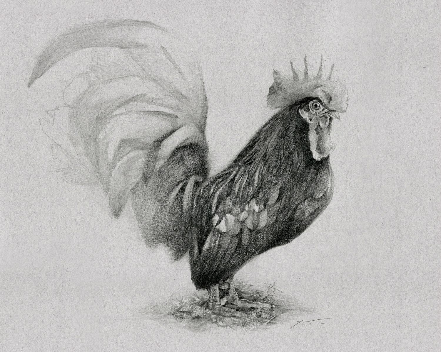 1500x1200 Rooster Drawing - Fighting Rooster Sketch