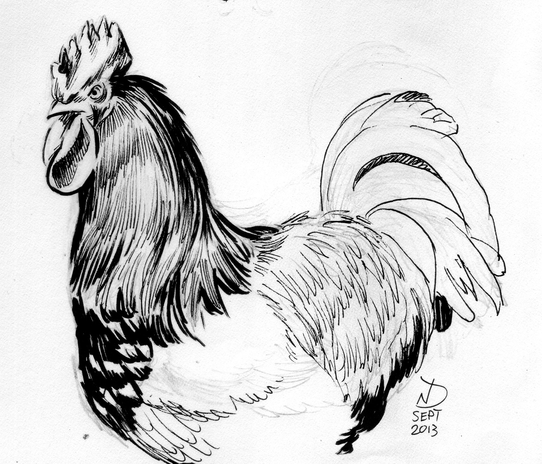 Fighting Rooster Sketch at Explore collection of