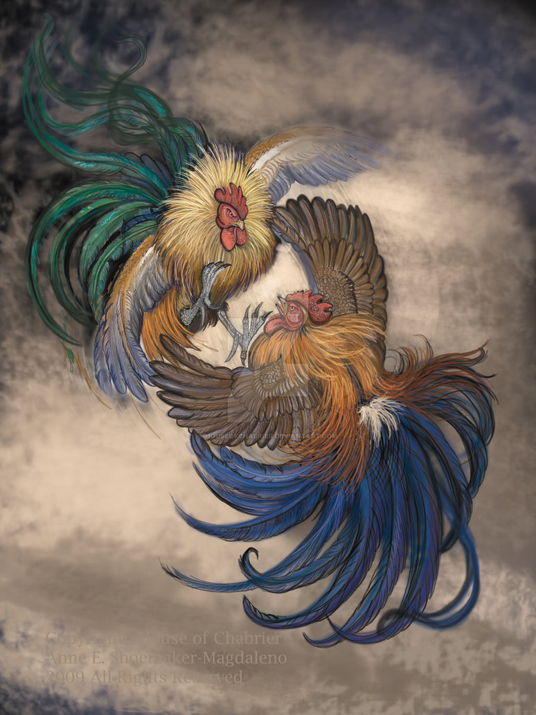 774x1032 Cock Fight Adobephotoshop By Houseofchabrier - Fighting Rooster Sketch