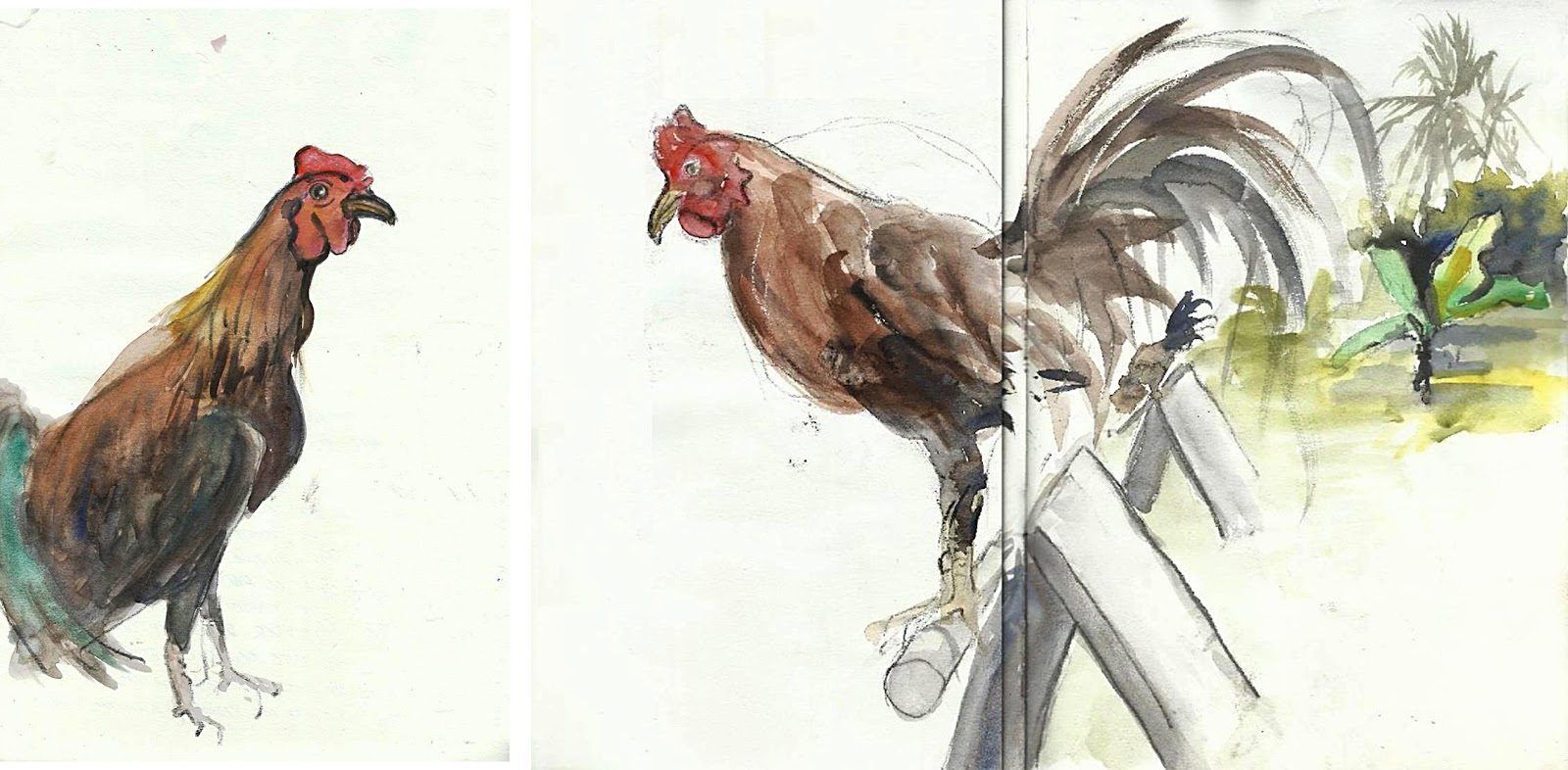 1600x786 Cockfighting In The Philippines Urban Sketchers - Fighting Rooster Sketch