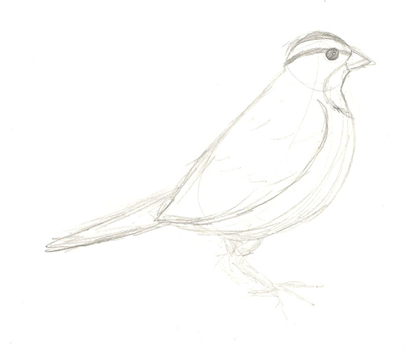 600x506 Finch Sketch By Littleitchysister - Finch Sketch